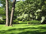 new yew hedge dividing front and back