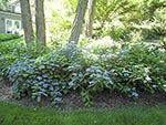 mass planting of hydranges between cottage and rock garden