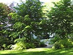 new view to rear terrace from lawn and woods
