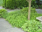 plant pocket on front patio