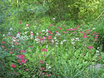 Japanese primulas at wetland edge