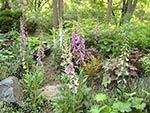 planting along woodland edges