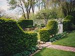hornbeam hedging separating the lower and upper gardens
