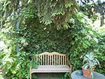 wood bench with arbor and climbing hydrangea