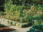 raised beds for vegetables