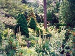 hillside with conifers