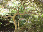 Sculptural Japanese Maple