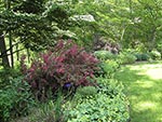 shrub border at woodland edge and game lawn