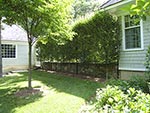 hornbeam hedge providing privacy to rear garden from forecourt