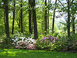 view from porch to woodland
