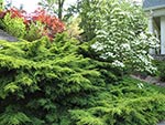 plant screen to next door