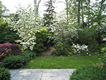 border planting of shrubs and trees