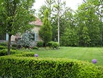 drive edged with yews and hornbeam trees