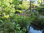 small woodland garden pond