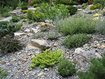 mixed planting detail