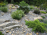 perennials and shrubs mixed planting