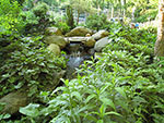drainage channel and brook at woods edge