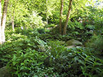 edge at woods beyond pool