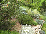 bank planting