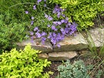bank planting detail