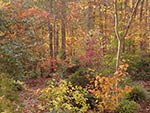 view across banks into woodland in the fall