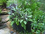 copper kettle with herbs