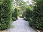 hedges dividing and screening the front garden