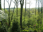 misty spring view to mountains from upper terrace