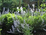 perennial border details