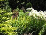 perennial border backed by evergreens