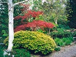 detail of island planting