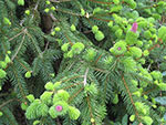 Dwarf conifer Picea abies 'Acronona' detail in spring