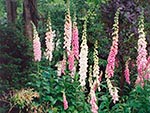 foxgloves in wild garden 