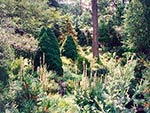 rock garden and conifer hillside to brook