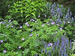 summer perennials
