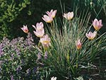 rock garden perennials