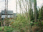 view from the road through the woods