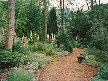 view of woodland plantings