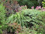 planting detail of terrace border above wall