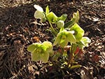 christmas rose
