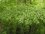 native dogwood Cornus alternifolia
