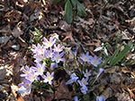 crocus tomasinianus - the first to flower