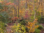 dry woods in fall