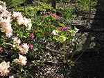 early spring