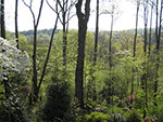 fresh spring green