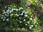 Iris cristata - white form