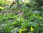 iris and primroses at pond side