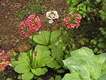 close up of a Japanese primrose