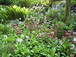 mass planting of Japanese primrose