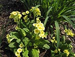 Primula vulgaris flowers for two months